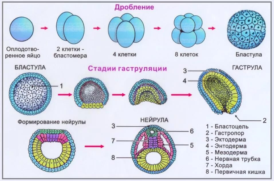 Эмбриональное развитие человека происходит в
