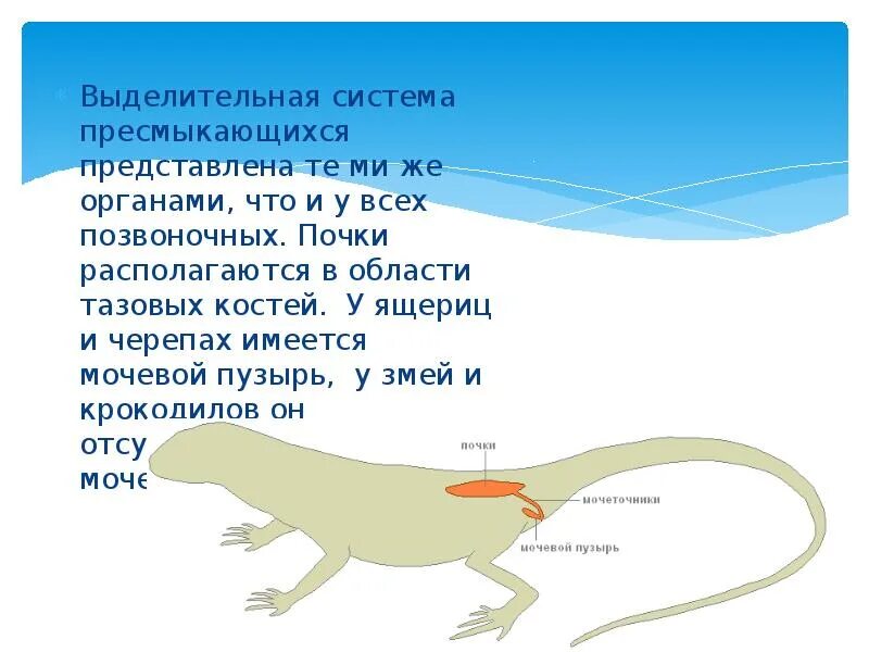 Выделение у пресмыкающихся. Выделительная система пресмыкающихся 7 класс. Класс пресмыкающиеся выделительная система. Эволюция выделительной системы у пресмыкающихся. Выделительная система ящерицы.