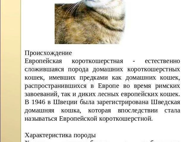 Европейская порода кошек описание
