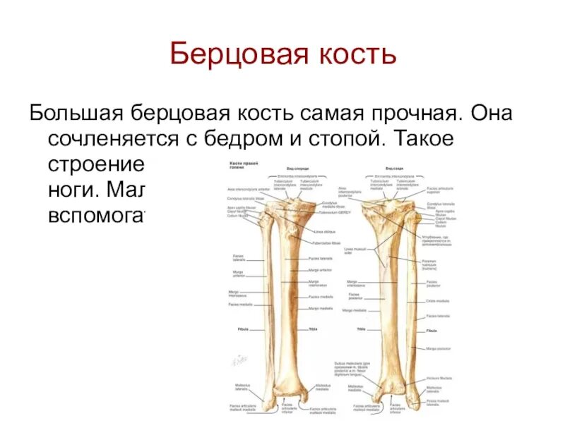 Находится берцовая кость. Берцовая кость вид кости. Большеберцовая кость Тип кости. Большая и малая берцовые кости строение. Большая и малая берцовые кости анатомия.