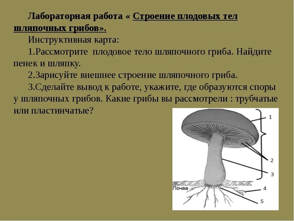 Могут формировать плодовые тела грибы или растения. Грибы строение шляпочных грибов. Строение шляпочного гриба биология. Лабораторная работа строение шляпочного гриба. Шляпочные грибы биология 6 класс лобороторка.