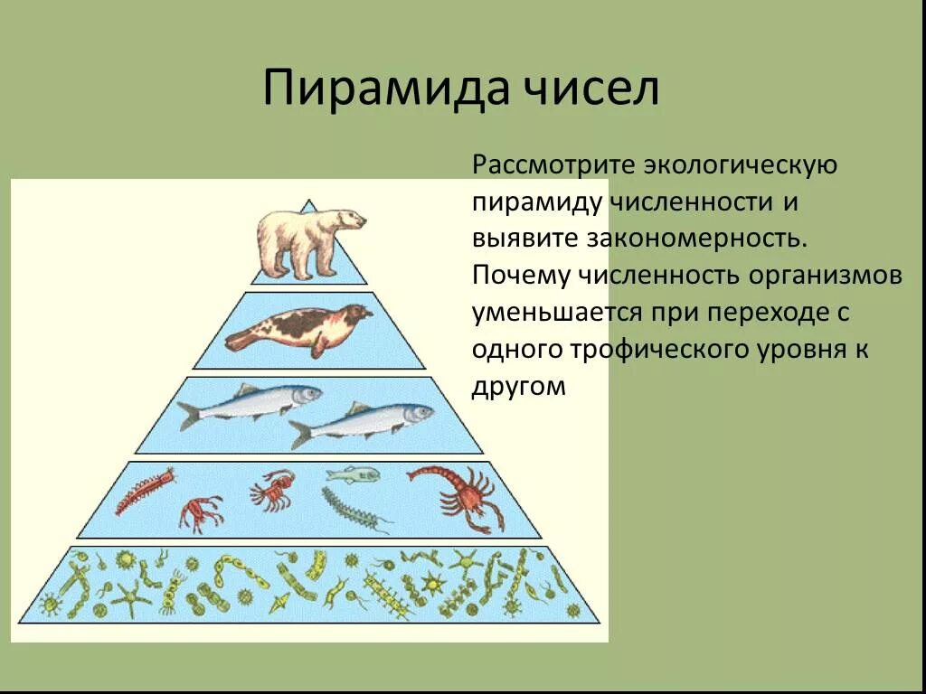 Экологическая пирамида численности. Перевернутая экологическая пирамида численности. Экологические пирамиды чисел биомассы энергии. Пирамида биомассы в водной среде. Упрощенная экологическая пирамида чисел.