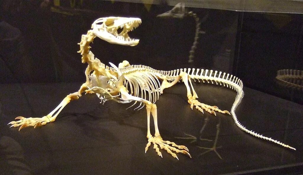 Класс рептилии скелет. Эублефар скелет. Скелет геккона. Скелет комодского варана. Рептилоид скелет.