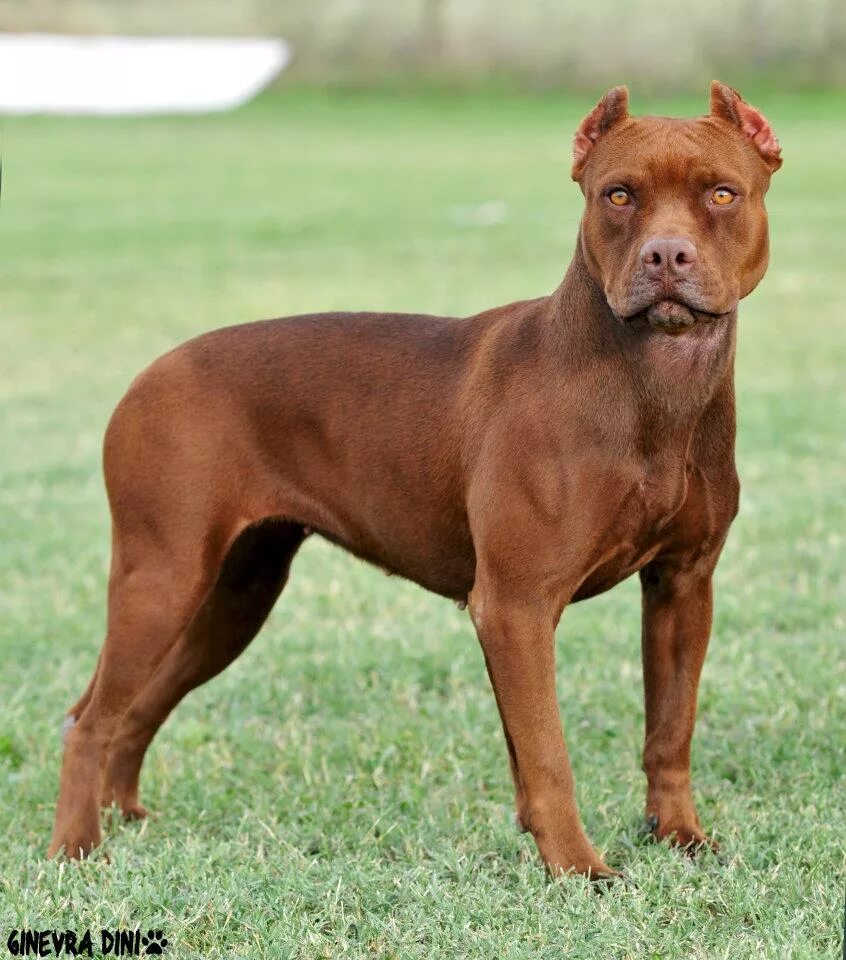 Pitbull brown