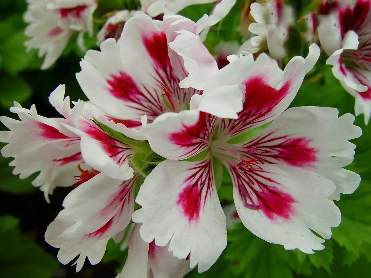 Купить Pelargonium zonale (рассада) - Тюльпаны к 8 марта 2022г - БотаникШоп Смол