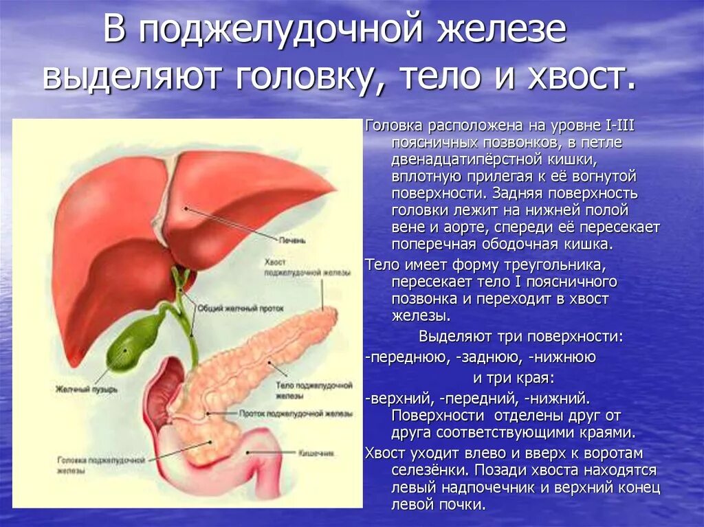 Увеличена печень и поджелудочная. Хвост поджелудочной железы. Головка поджелудочной железы. Воспаление хвоста поджелудочной железы.