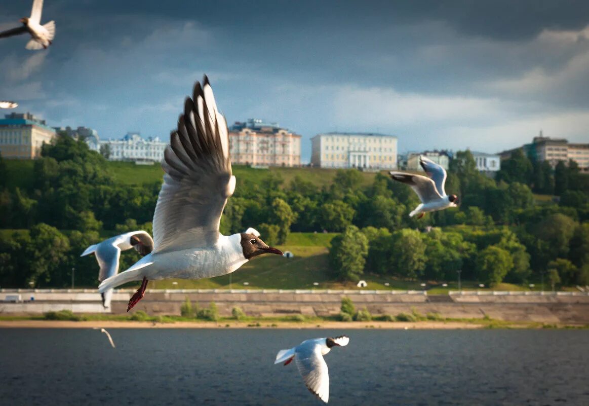 Нижегородская Чайка Волга. Чайки в Электростали. Чайка Волгоград. Чайки в городе. Сайт нижегородской чайки