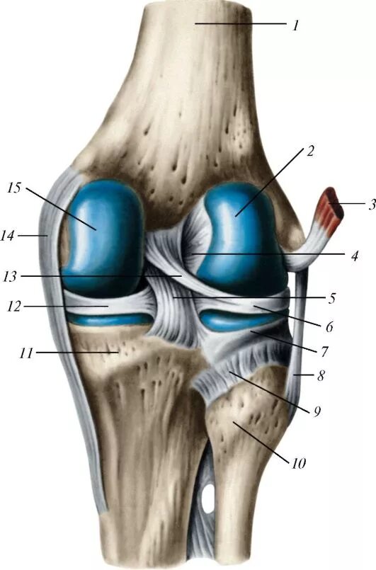 Медиальные мыщелки коленного. Сухожилия коленного сустава анатомия. Коленный сустав связки и сухожилия анатомия. Связки коленного сустава анатомия. Анатомия коленного сустава Синельников.