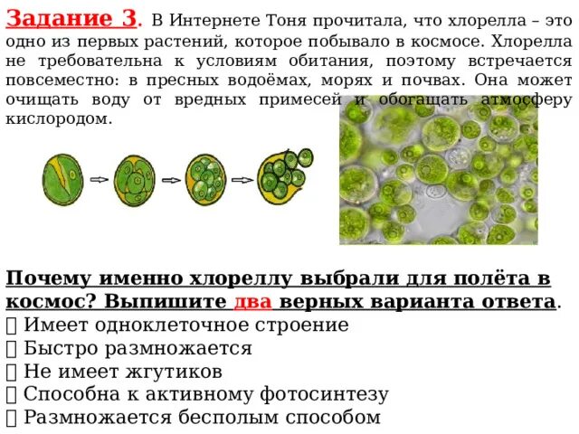 Хлорелла относится к водорослям. Хлорелла. Хлорелла водоросль. Клетка хлореллы. Хлорелла в природе.