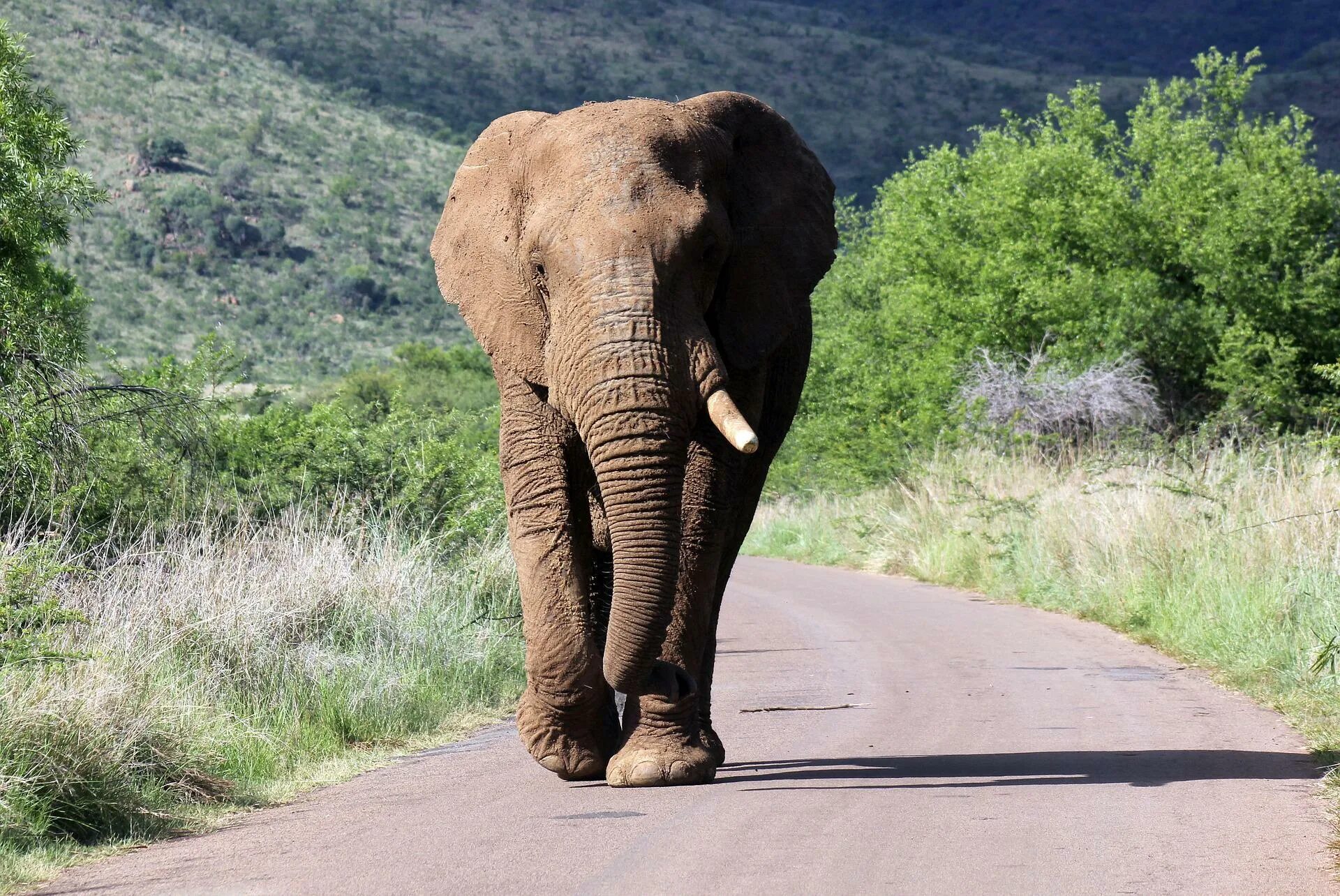 Африканский слон. Слон на дороге. Слон автомобиль. Слоник на дороге. Elephant car