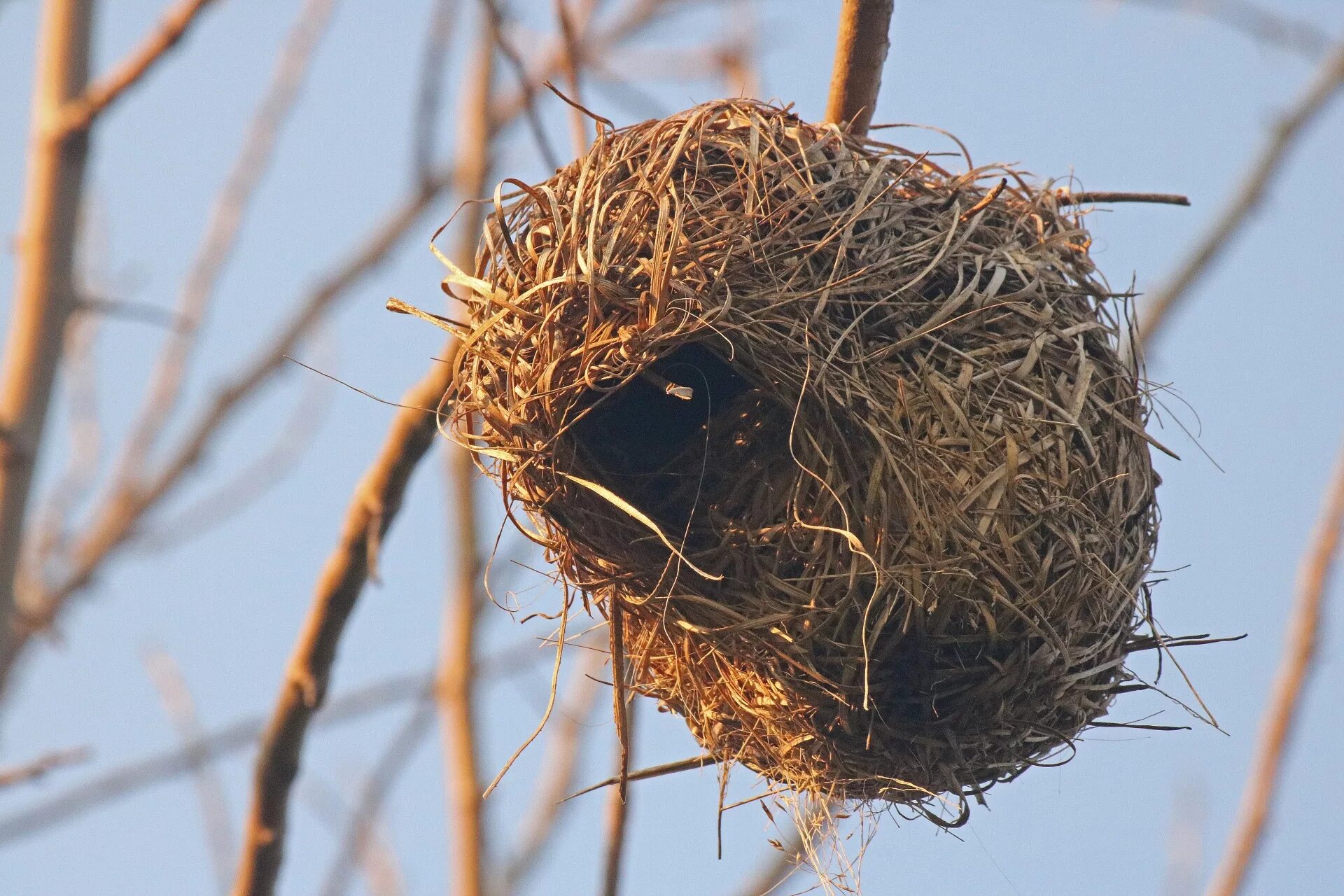 Гнезда птиц видео для детей. Шалашник птица гнездо. Гнездо гнездо зарянки птенец. Гнездо горихвостки. Гнездо вьюрка.