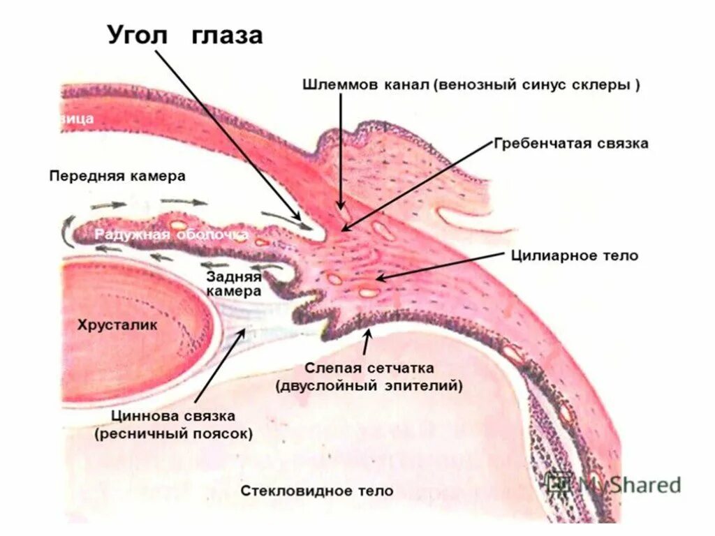 Морфологическая точка зрения. Угол передней камеры глаза гистология. Отток водянистой влаги. Строение глаза водянистая влага. Передняя и задняя камеры глаза гистология.