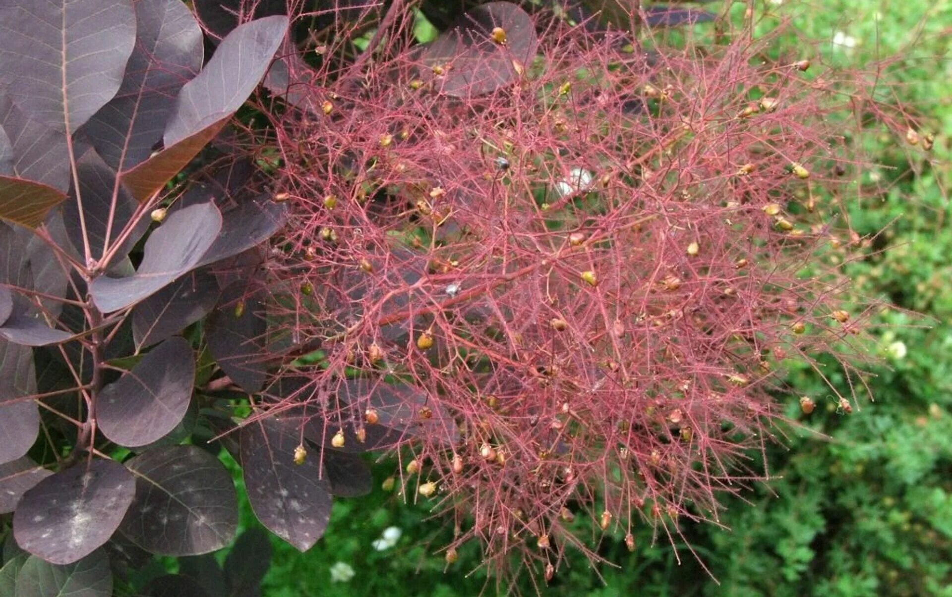 Скумпия Кожевенная Cotinus coggygria. Скумпия Кожевенная (Cotinus coggygria `Royal Purple`). Скумпия Роял перпл. Скумпия Кожевенная Royal Purple. Кустом удом