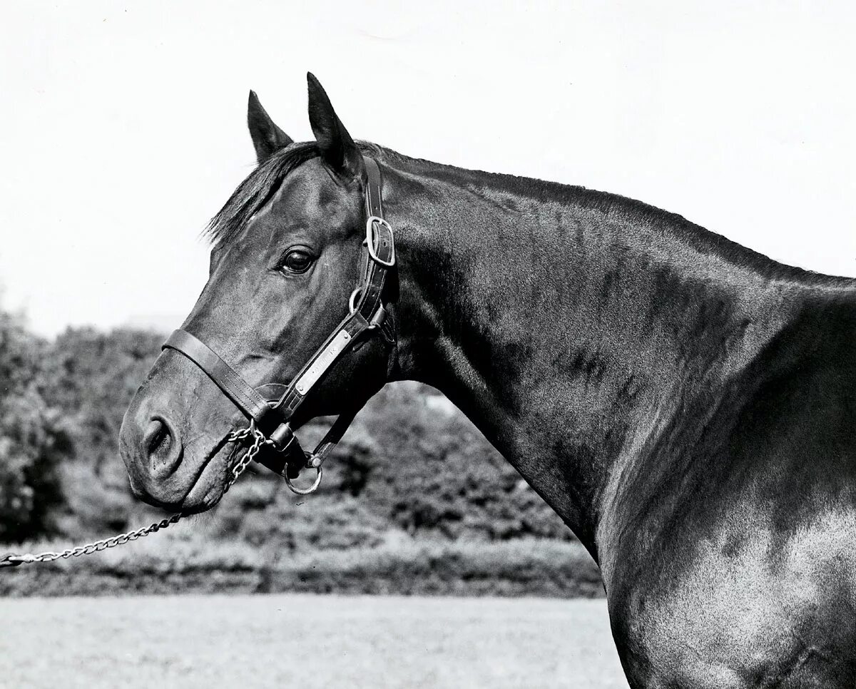 Wiki horses. Лошадь самец. Лошадь Википедия. Френкель лошадь Википедия.