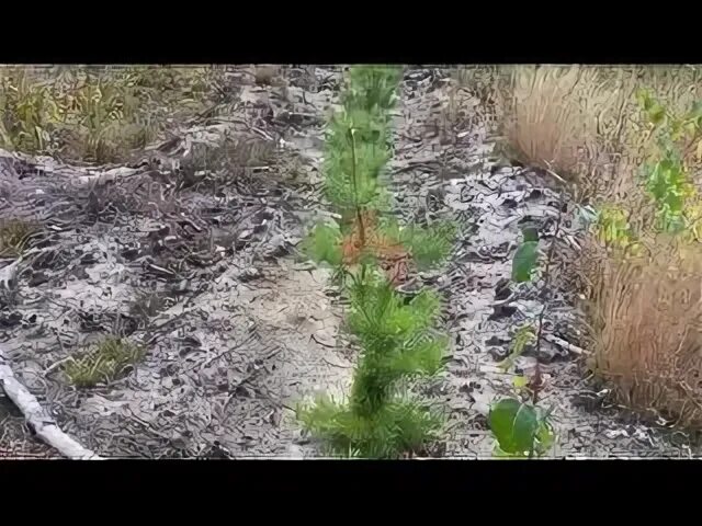 Посадка сосны крымской