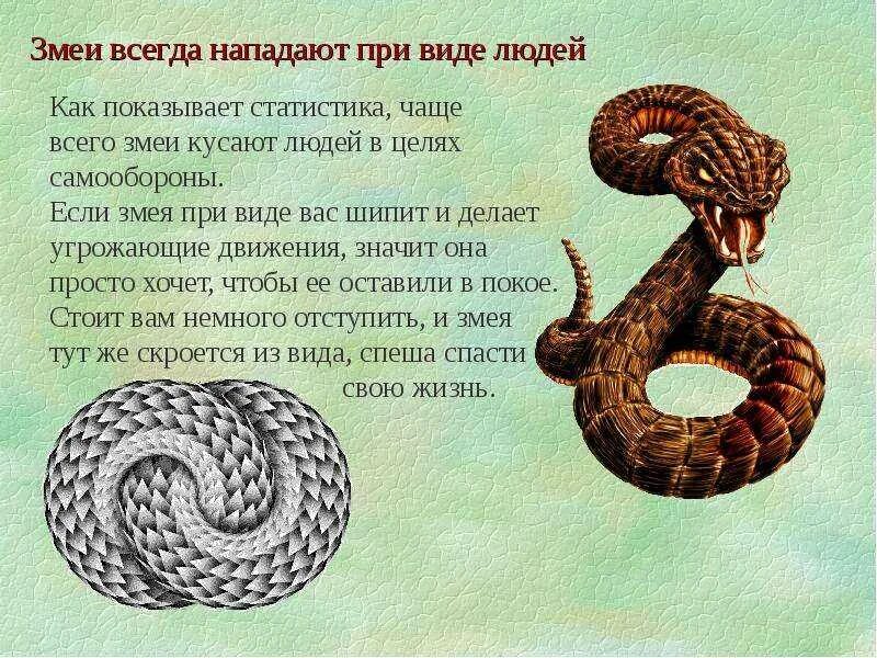 Мифы о змеях. Загадка о змее. Змеи характеристика. Про змей для детей. Зачем нужны змеи