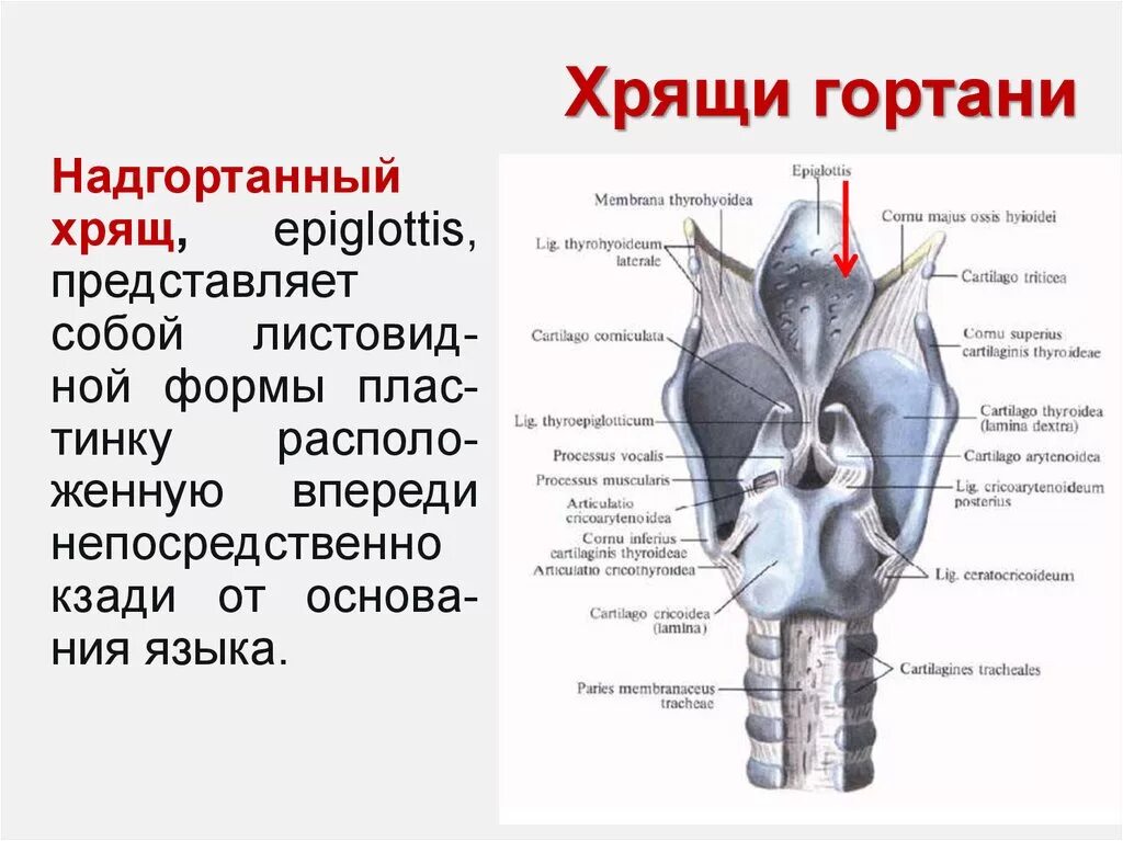 На рисунке изображено строение гортани выберите две. Хрящи гортани функции надгортанника. Строение щитовидного хряща анатомия. Черпало-надгортанный хрящ. Непарные хрящи гортани анатомия.