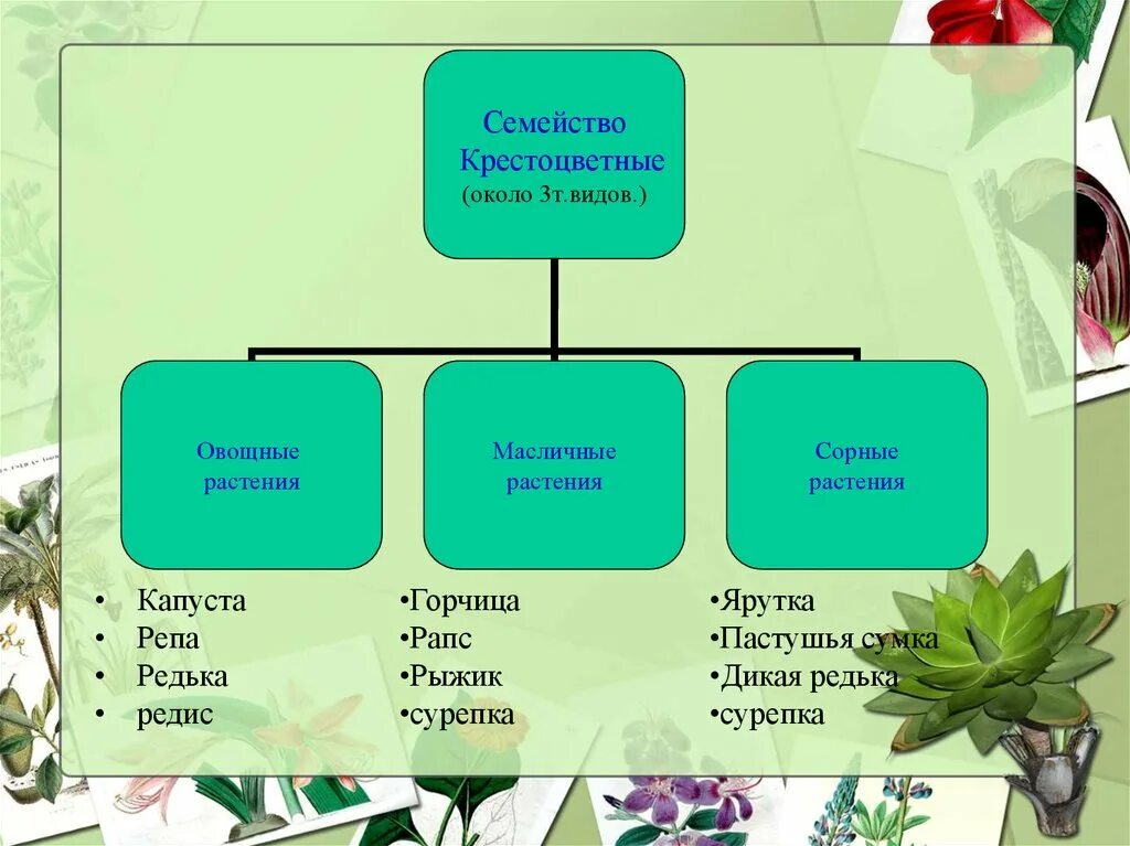 Семейство высших растений. Значение растений крестоцветных растений. Значение семейства крестоцветных таблица. Крестоцветные растения таблица. Растения семейства крестоцветных.