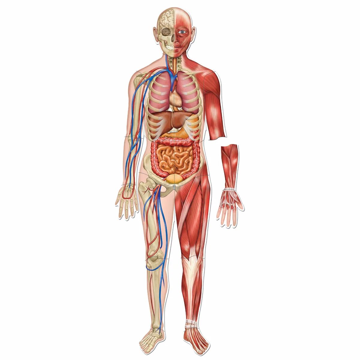 Форма органов человека. Строение человека скелет и внутренние органы. Тело сторганами человека. Человек в полный рост анатомия.