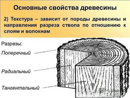 Внешние признаки древесины