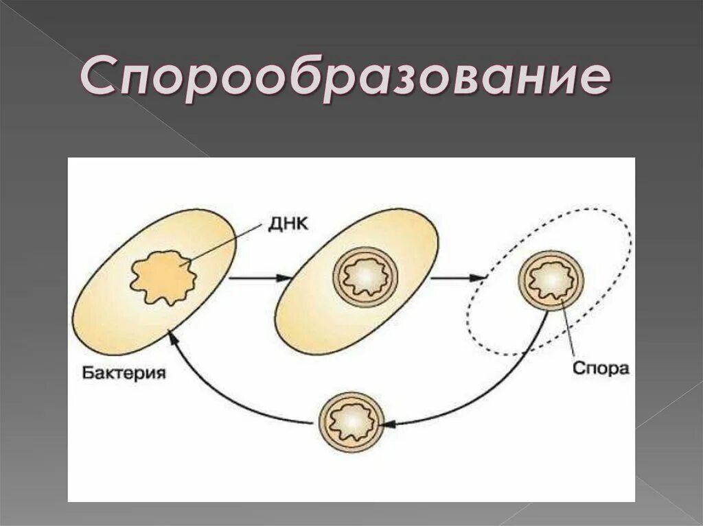 Спорообразование. Спорообразование бесполое размножение. Спорообразование микроорганизмов. Образование спор бесполое размножение.