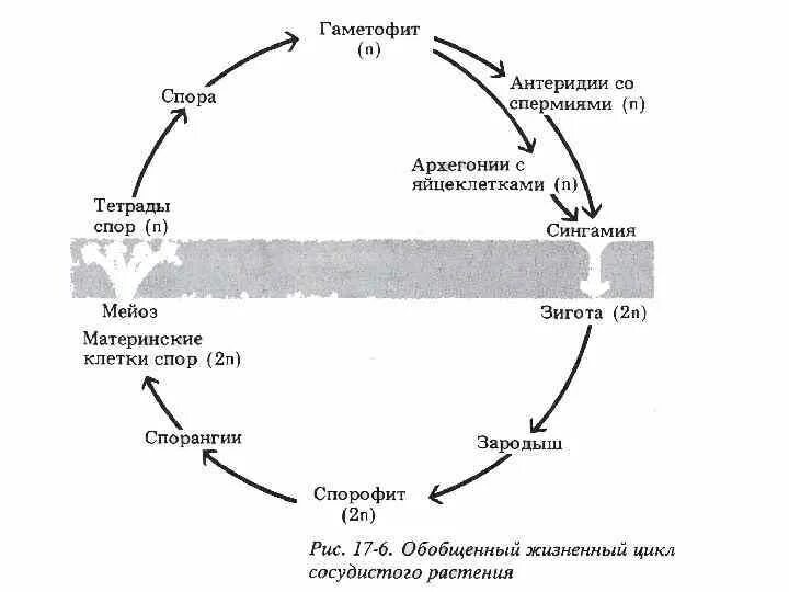 Общая схема жизненного цикла высших растений. Жизненный цикл высших споровых растений схема. Циклы развития высших споровых растений. Схема жизненного цикла высших споровых. Жизненные циклы высших споровых