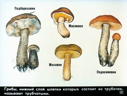 Подберезовик масленок