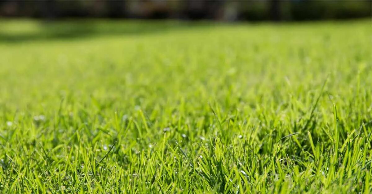 Grass check