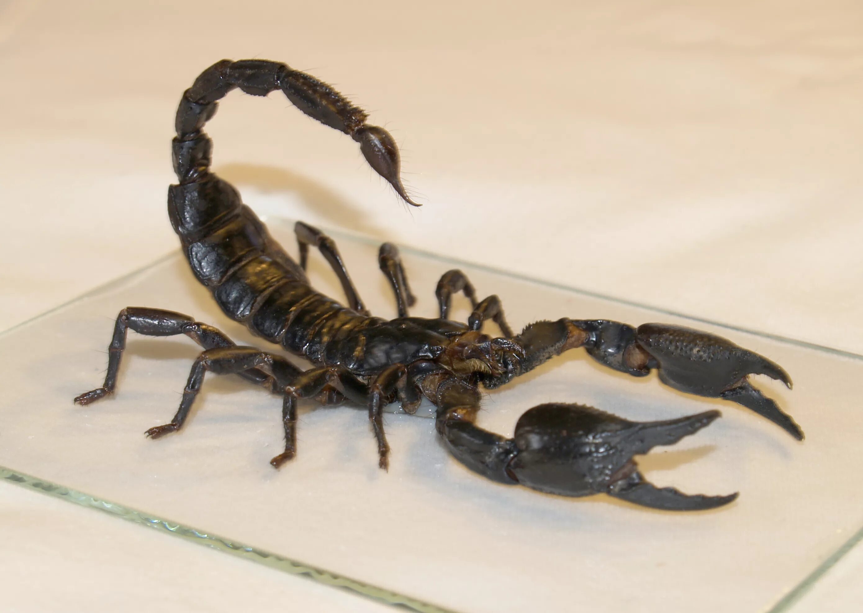 Animals scorpions. Скорпион Лейрус. Императорский Скорпион синий. Мегрельский Скорпион. Скорпион черный Императорский.