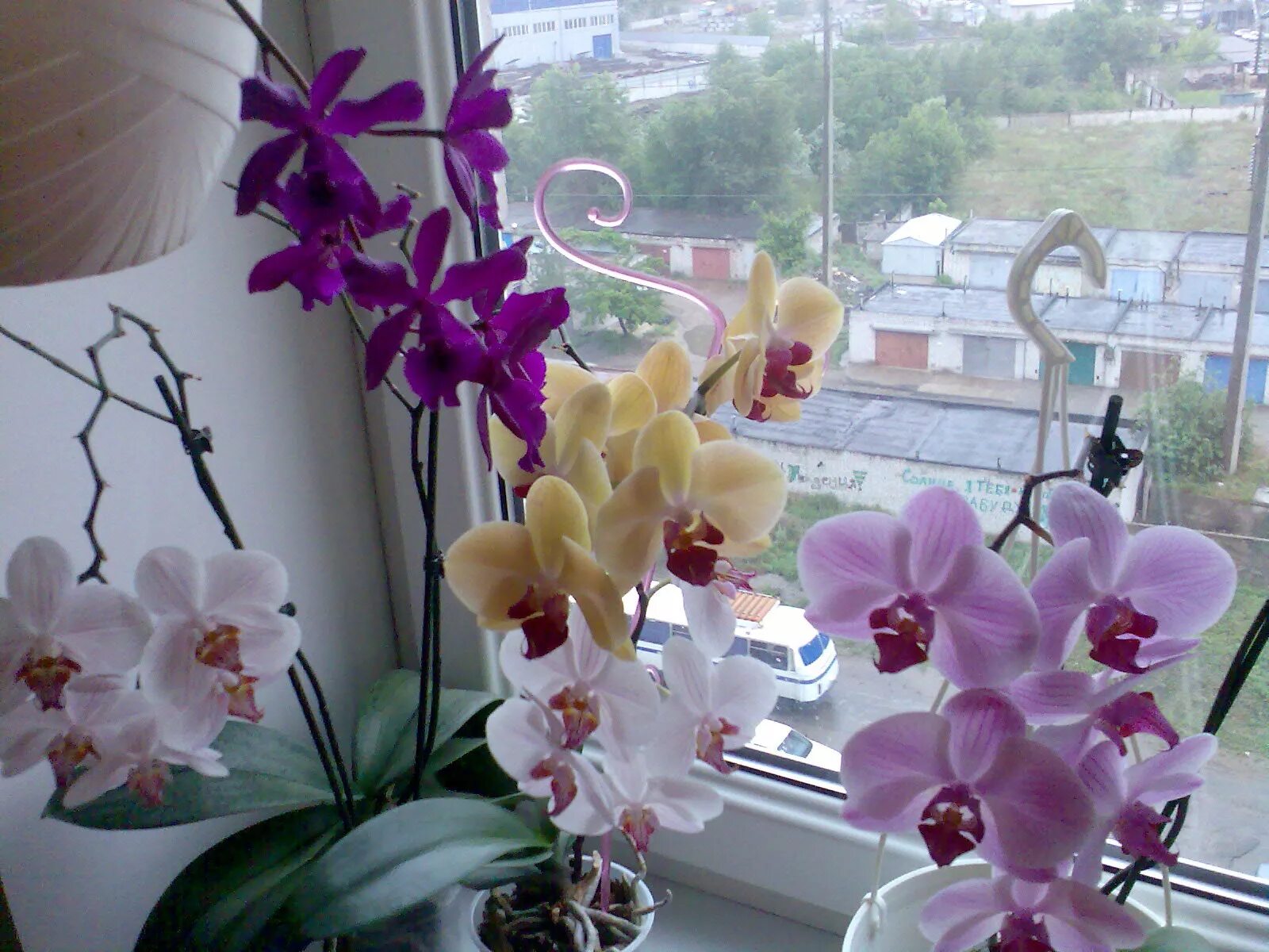 Где купить орхидею. Орхидея Калипсо фаленопсис. Орхидея фаленопсис Алексия. Фаленопсис пульчерима. Фаленопсис Юкка Орхидея.