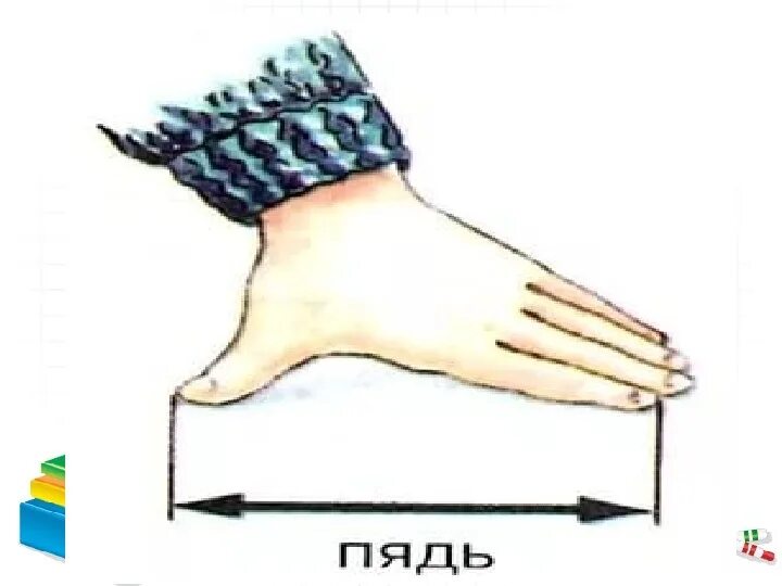 1 2 пяди