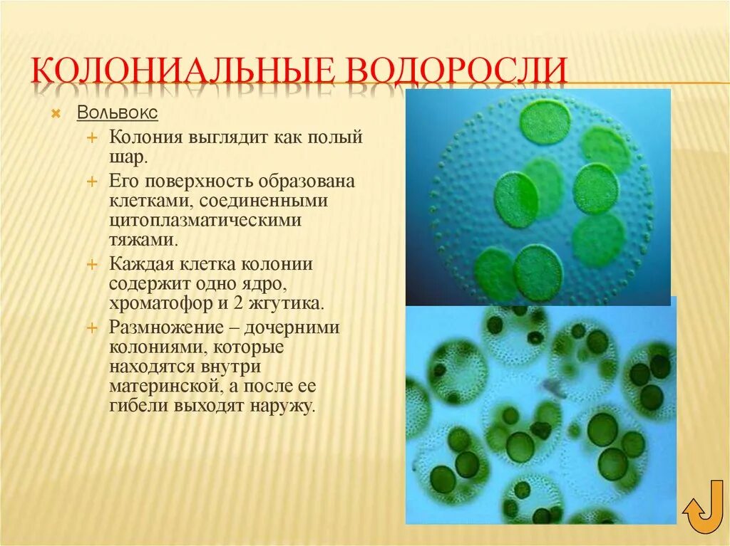 Колониальными водорослями являются