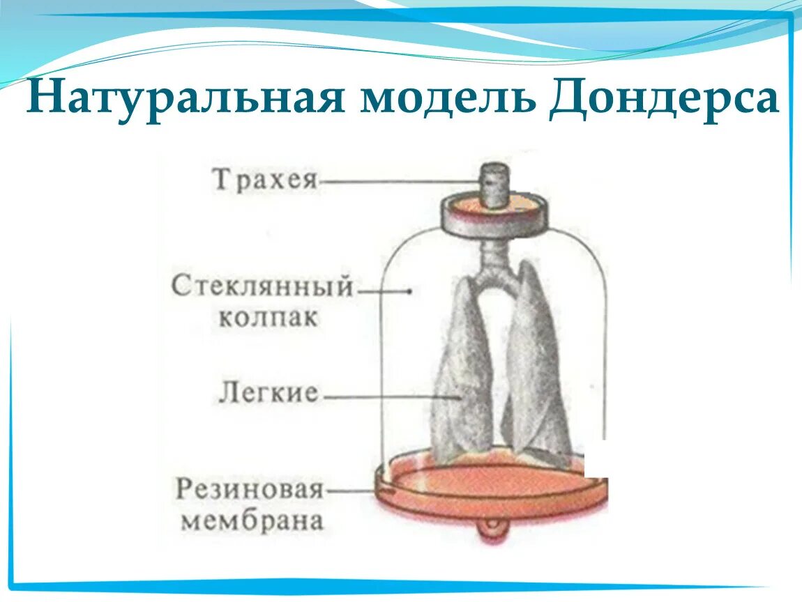 Модель которую впервые предложил голландский физиолог дондерс. Модель Дондерса биология 8 класс. Дондерс модель легких. Модель дыхания Дондерса. Модель Дондерса схема.