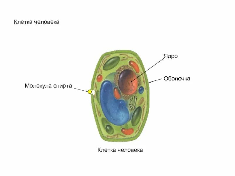 Клетка человека. Клетка организма человека. Клетка Живая система. Клетка живого организма.