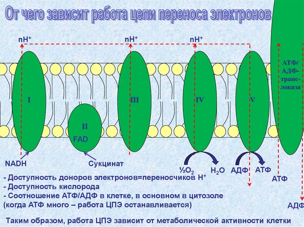 Атф переносчик энергии. Перенос электронов по цепи переноса электронов. Количество цепей АТФ.