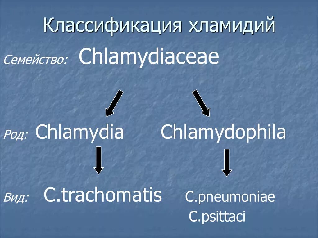Типы хламидий. Хламидии классификация микробиология. Систематика хламидий. Хламидиозы классификация. Современная классификация хламидий.
