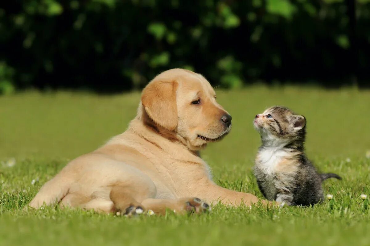 Your pet big. Кошки и собаки. Лабрадор и кошка. Щенок и котенок. Кошка и собака на природе.