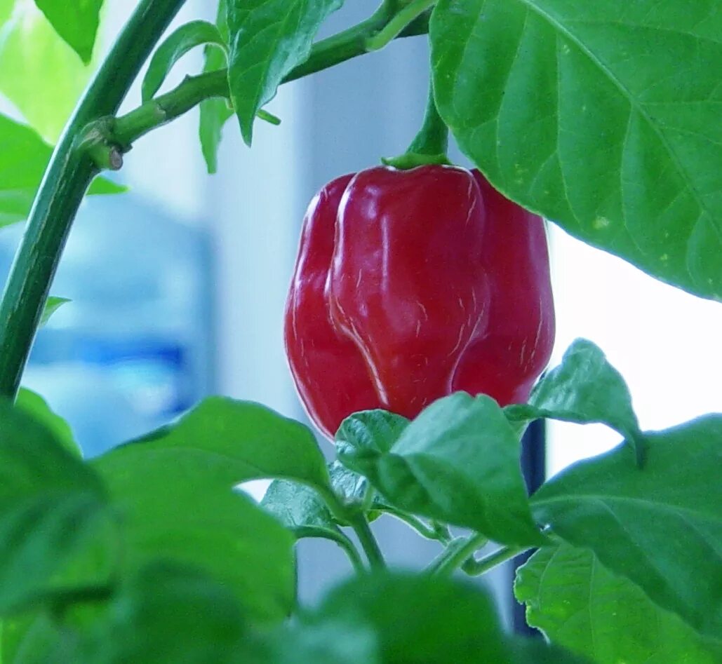 Красная савина. Хабанеро ред. Red Savina Habanero. Red Savina перец. Перец Habanero Red.