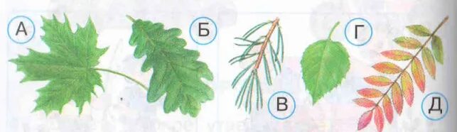 Тест кустики 4 класс с ответами. Какие бывают растения проверочная работа. Тест по окружающему миру растения. Задания по теме какие бывают растения. Какие бывают растения задания 2 класс.