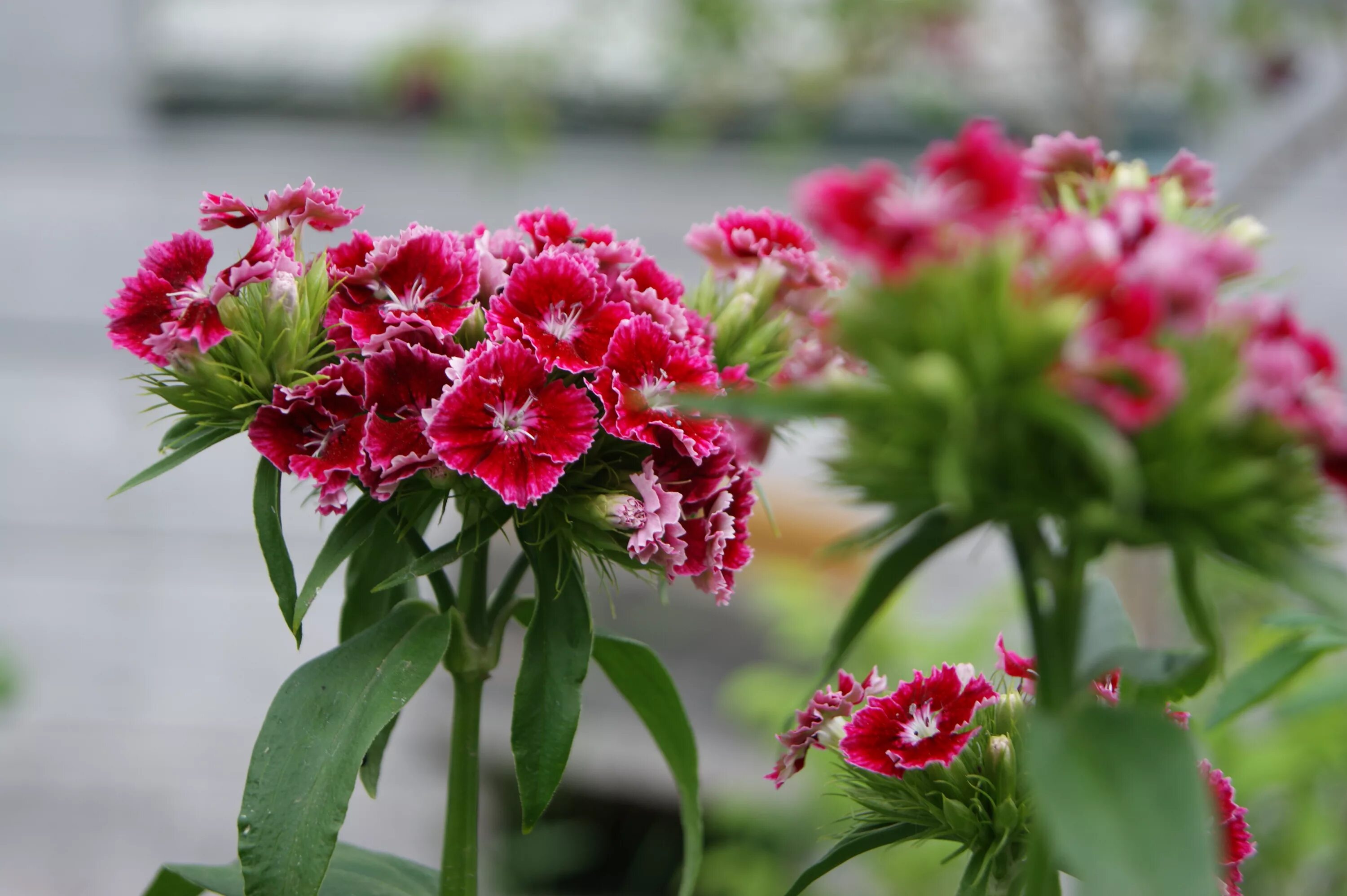 Гвоздика выращивание и уход. Гвоздика турецкая (Dianthus barbatus). Гвоздика бородатая - Dianthus barbatus. Гвоздика турецкая Диабунда. Диантус, гвоздика (турецкая).