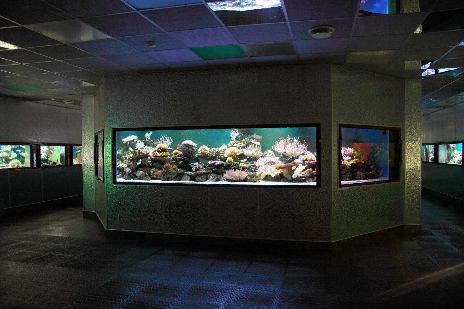 Акваинтерио в санкт-петербурге. Аквариумные рыбки петербург. Зоомагазин одинцово рыбки. Планета нептун тц океанариум. Зоомагазин рыбки.