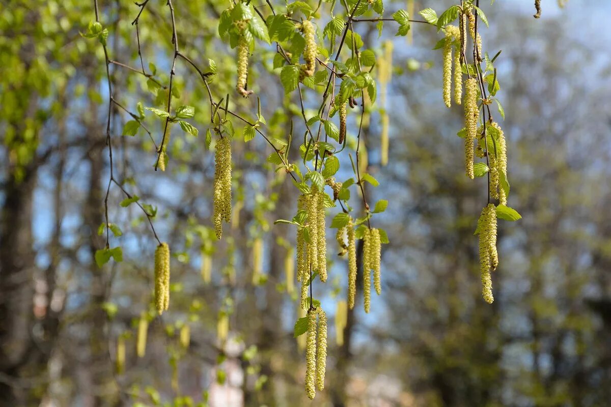 Когда распускается береза. Берёза повислая цветёт. Когда распускается береза. Береза бородавчатая. Береза повислая цветение.