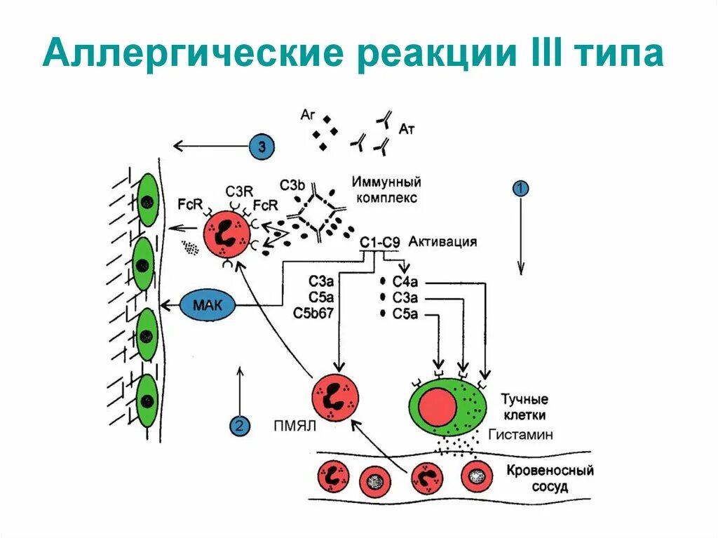 Иммунный читать. 3 Тип аллергической реакции. Патогенез аллергических реакций 3 типа. Схема патогенеза аллергической реакции 3 типа. Схема аллергической реакции 3 типа.