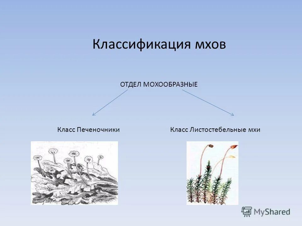 систематическая группа мхов. группа растений моховидные. печёночники мхи классификация. класс листостебельные зеленые мхи. отдел моховидные классификация.