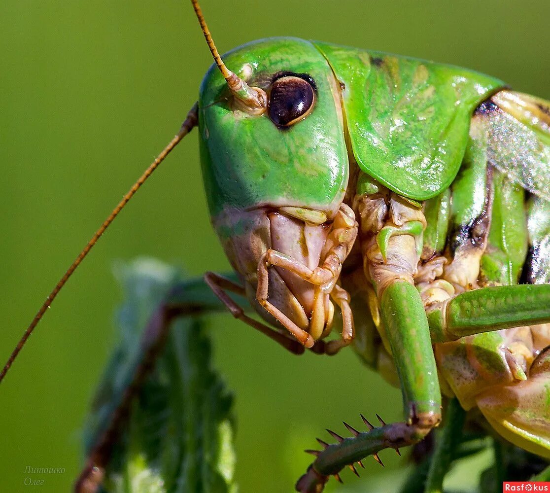 Прямокрылые саранча. Прямокрылые представители саранча. Прямокрылые саранча. Кузнечик прямокрылое насекомое. Прямокрылые насекомые кузнечик.