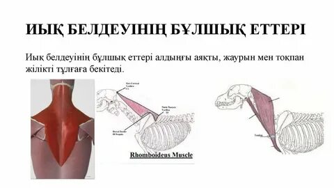 Латекс құлдық порно