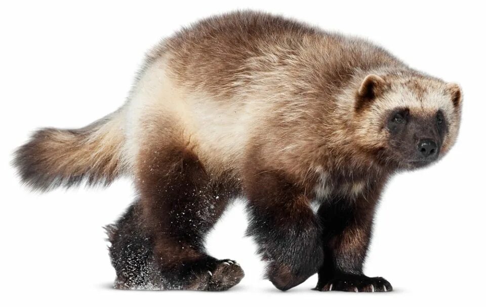 росомаха животное на прозрачном фоне. росомаха для детей. росомаха животное черно белый. росомаха зверь. росомаха для детей.
