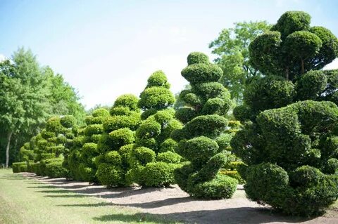 Фото декоративных культур