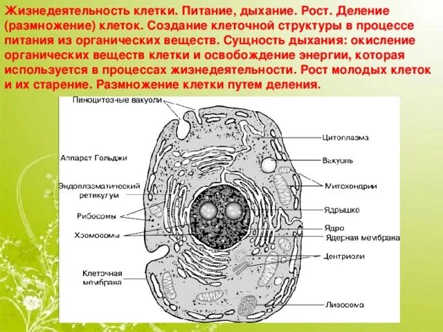 Каковы особенности строения и жизнедеятельности