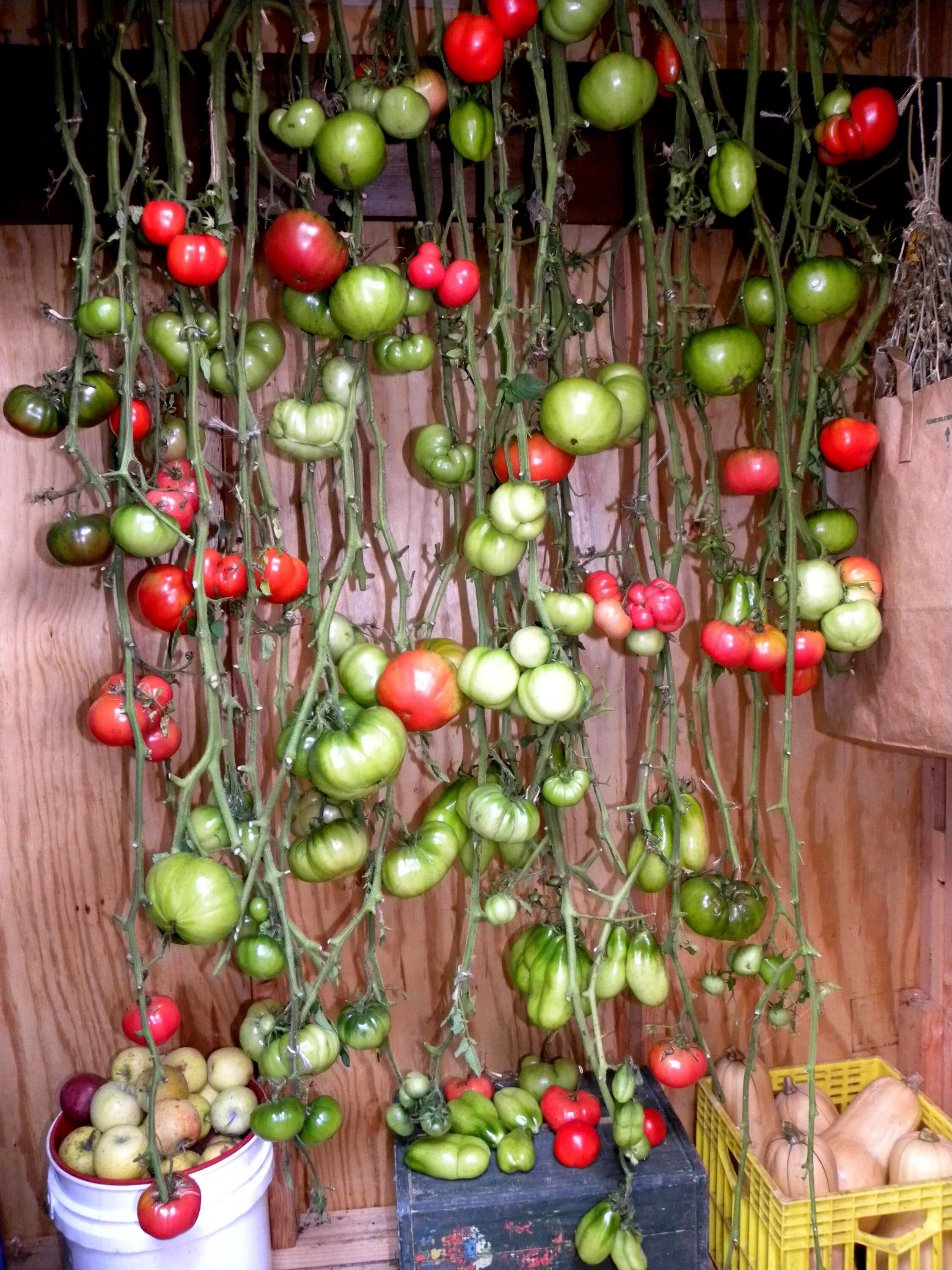 Подвешенные помидоры. Дозаривание томатов. Помидоры на ветке. Помидоры растут.